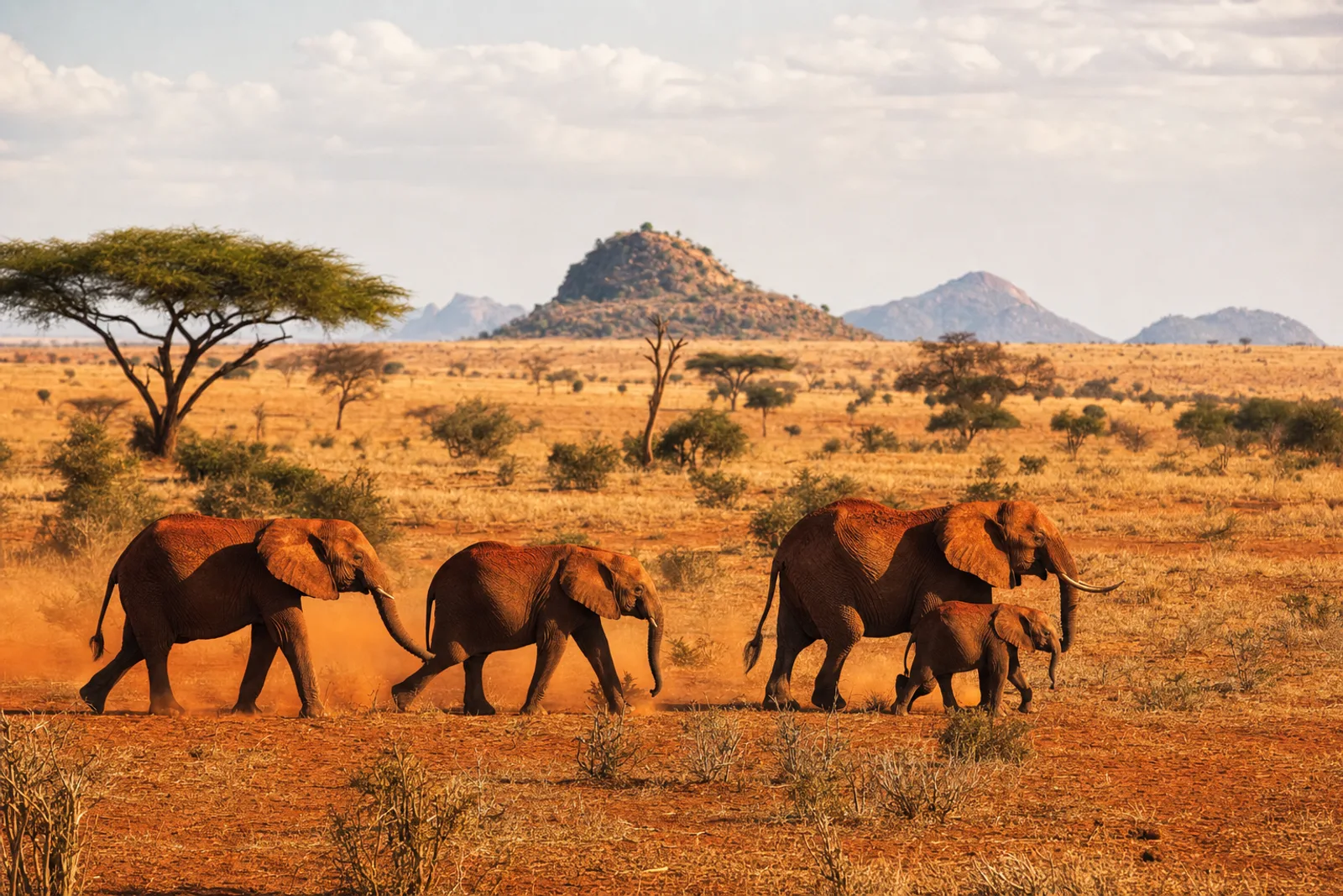 Tsavo East Full-Day Safari from the Coast